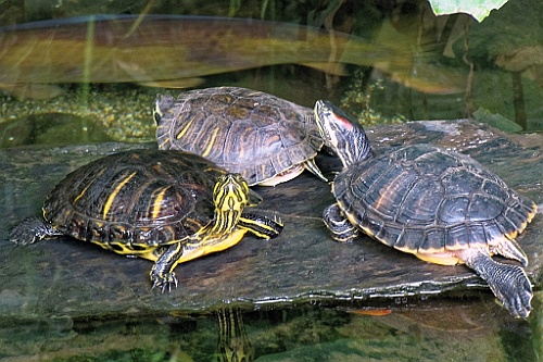CP0517 (35)